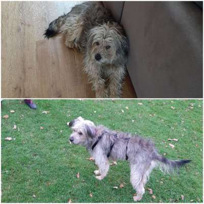 TierschutzhundeStammtisch🐕-Beitrag-Bild