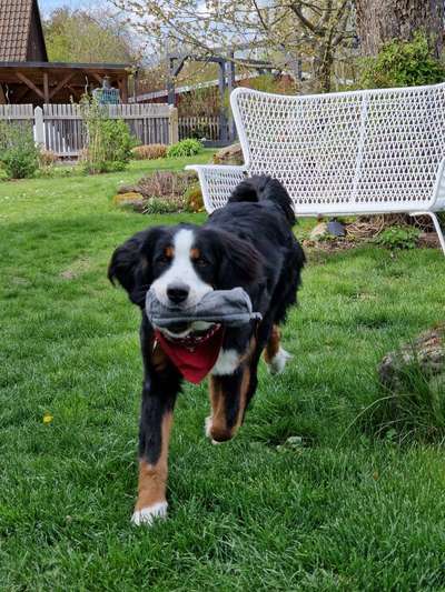 Berner Sennen-Beitrag-Bild