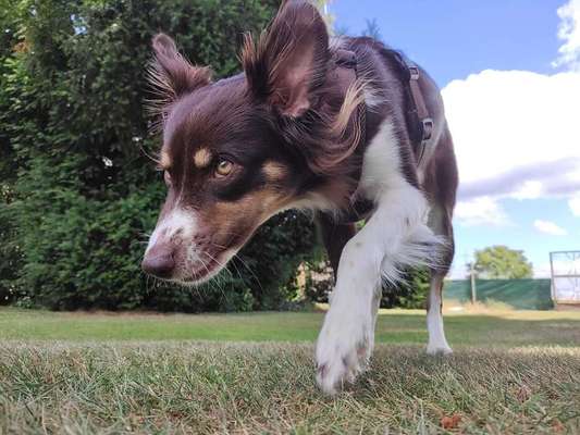 Dein Hund im Dogorama-Kalender 2021-Beitrag-Bild