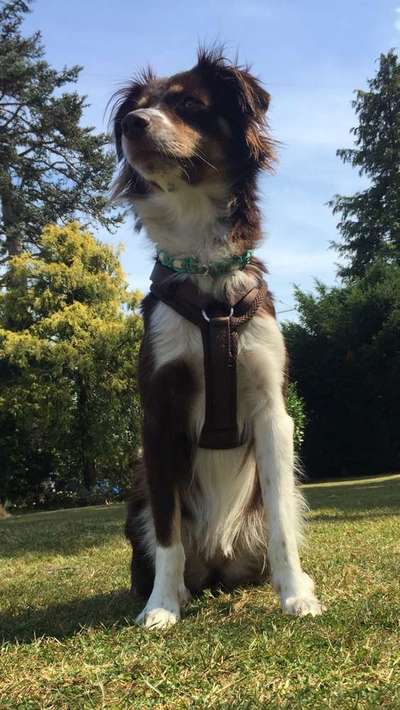 Dein Hund im Dogorama-Kalender 2021-Beitrag-Bild