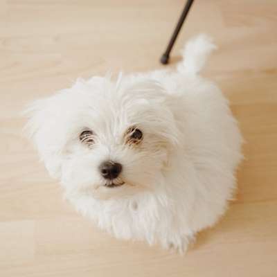 Hundetreffen-Maltichon (Junghund) braucht freundliche Hunde zum sozialisieren-Bild