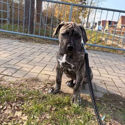 Hundetreffen-Drago sucht soziale Kontakte 🤍-Bild