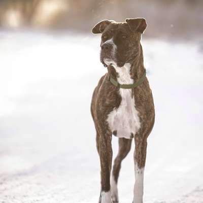 Hundetreffen-Gemeinsam Gassigehen und Spielen 🫶🏻-Bild