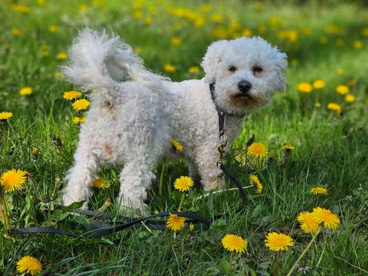 Bichon Friese-Beitrag-Bild