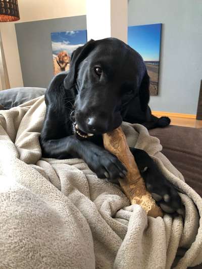 Zeigt mir die tollste Nahaufnahme von eurer Fellnase-Beitrag-Bild