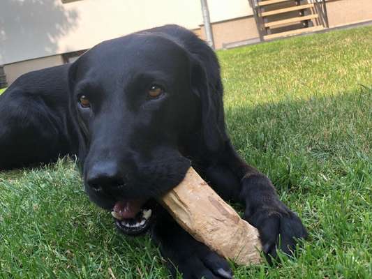 Labradorfans-Beitrag-Bild