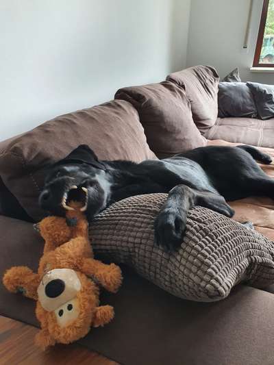 Zeigt mir die tollste Nahaufnahme von eurer Fellnase-Beitrag-Bild