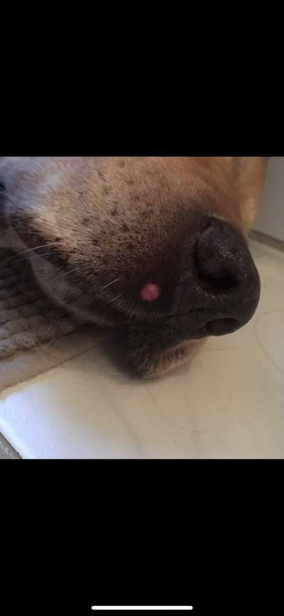 Mastzelltumor-Beitrag-Bild