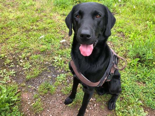 Labradorfans-Beitrag-Bild