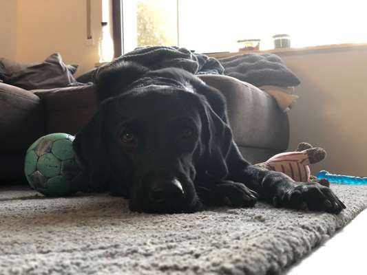 Labradorfans-Beitrag-Bild