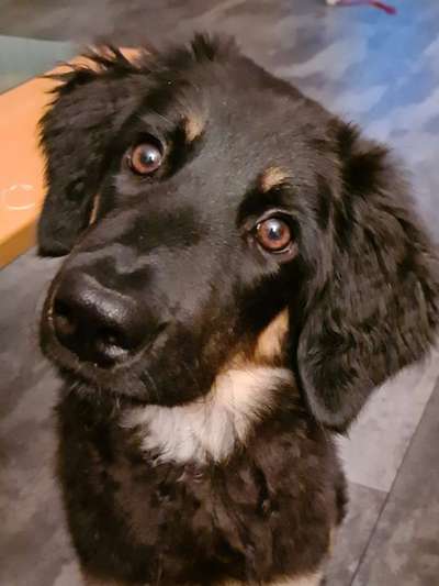 Dogorama Photo Challenge - Hundeblick zum hinschmelzen-Beitrag-Bild