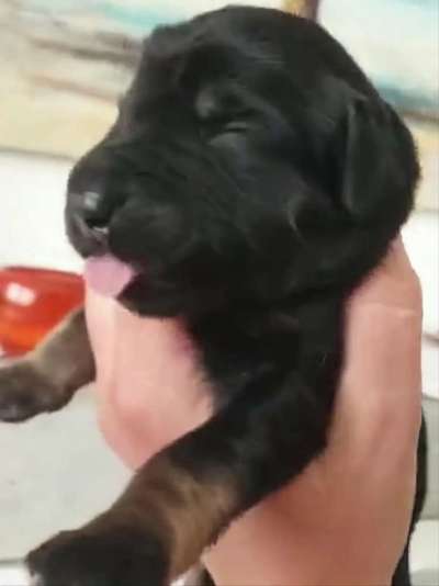 Das erste Bild eures Hundes-Beitrag-Bild