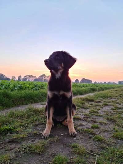 Die Dogorama Kalender Challenge Titelbild-Beitrag-Bild