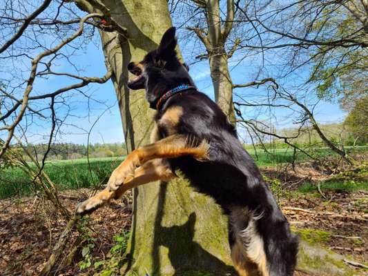 Dogorama Photo Challenge - Hunde in Action-Beitrag-Bild