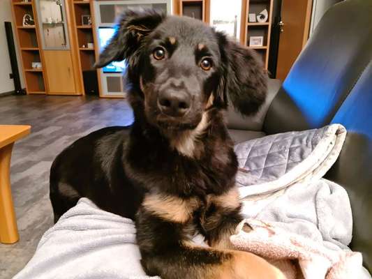 Die besten Hundeblicke 🐾❤️-Beitrag-Bild