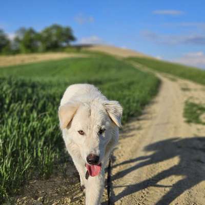 Hundetreffen-Hundefreunde für Spaß & Austausch-Bild