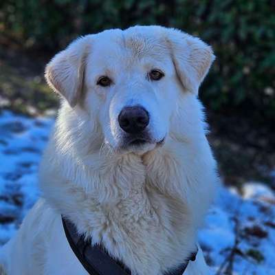 Hundetreffen-Spazieren und Spielrunden-Bild