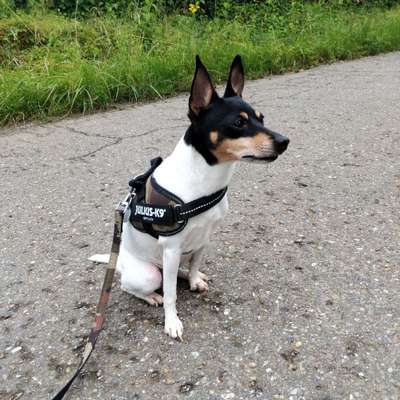 Hundetreffen-Gassi treffen oder wandertreffwn-Bild