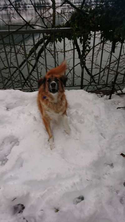 Dogorama Photo Challenge - Winterstimmung-Beitrag-Bild