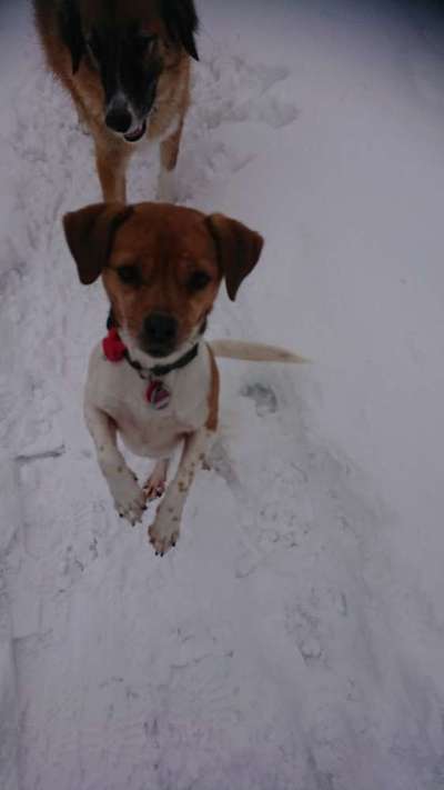 Dogorama Photo Challenge - Es wird nochmal kalt!-Beitrag-Bild