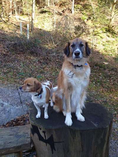 Mischlingshunde Foto Aufruf-Beitrag-Bild