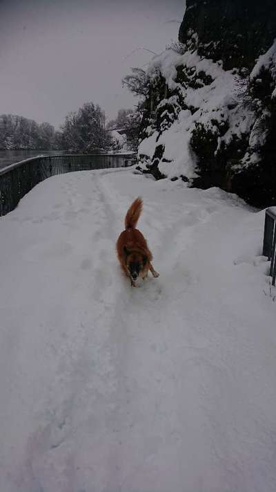 Dogorama Photo Challenge - Es wird nochmal kalt!-Beitrag-Bild