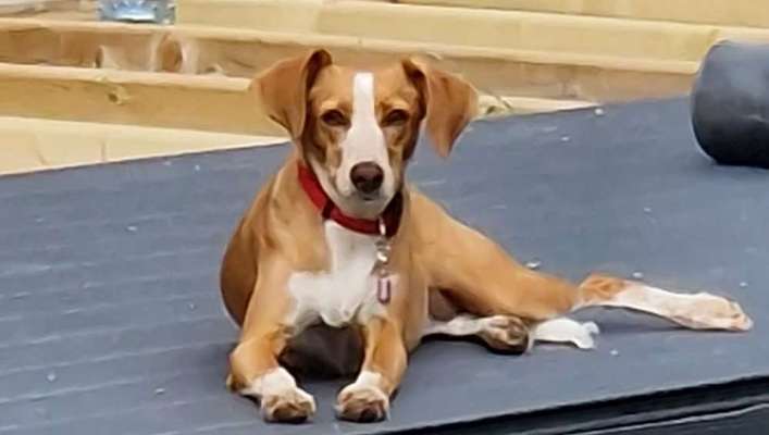 Hundetreffen-Tierschutzhunde Podenko Mix-Bild