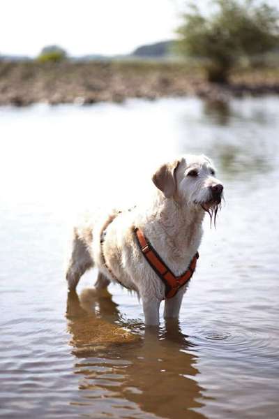 Dogorama Photo Challenge - Portrait-Beitrag-Bild