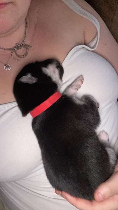 Welpen Bilder !-Beitrag-Bild