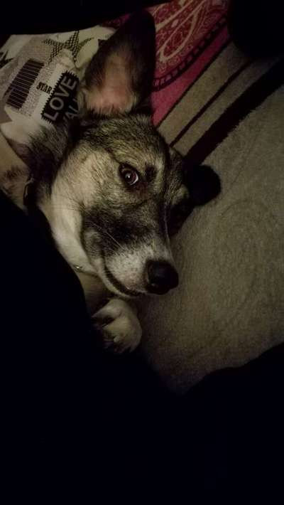 Zeige das lustigste Bild eures Hundis-Beitrag-Bild