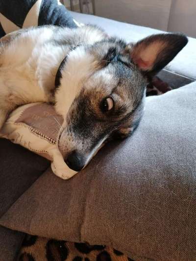 Zeige das lustigste Bild eures Hundis-Beitrag-Bild