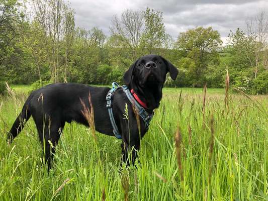 Die Dogorama Monats Challenge "Es grünt und blüht"-Beitrag-Bild