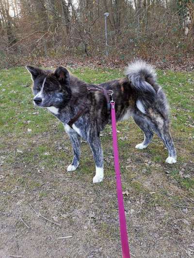 Akita Inu/American Akita (Mix) halter.-Beitrag-Bild