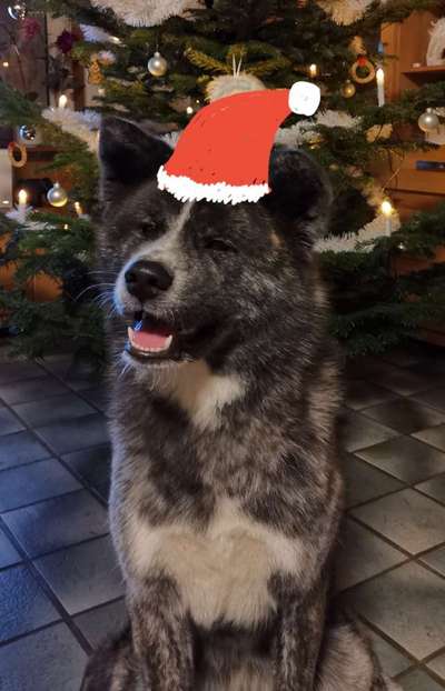 Akita Inu/American Akita (Mix) halter.-Beitrag-Bild