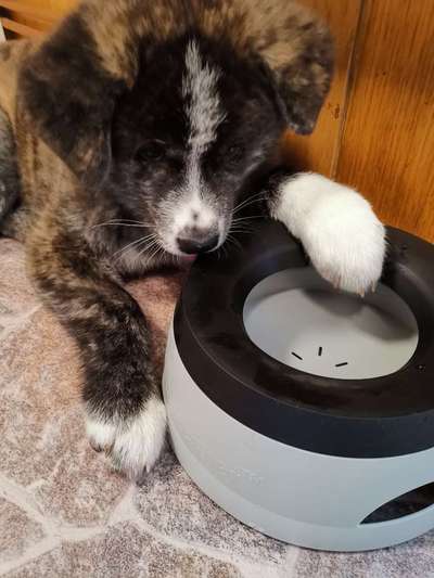 Akita Inu/American Akita (Mix) halter.-Beitrag-Bild