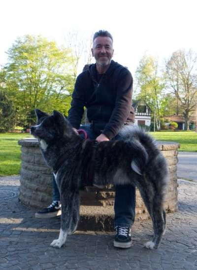 Akita Inu/American Akita (Mix) halter.-Beitrag-Bild