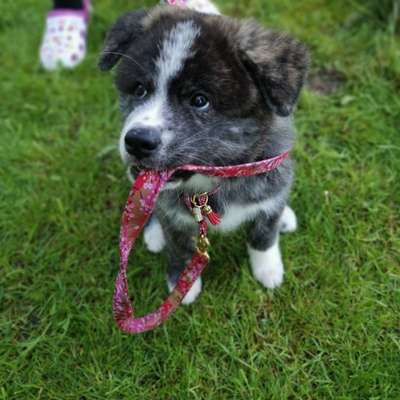 Akita Inu/American Akita (Mix) halter.-Beitrag-Bild