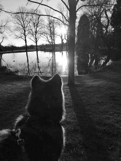 Akita Inu/American Akita (Mix) halter.-Beitrag-Bild