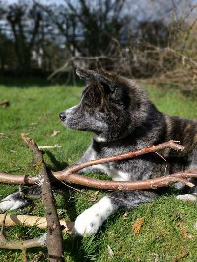 Akita Inu/American Akita (Mix) halter.-Beitrag-Bild