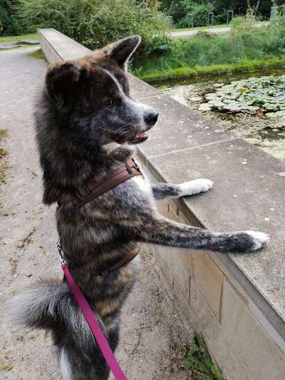 Akita Inu/American Akita (Mix) halter.-Beitrag-Bild