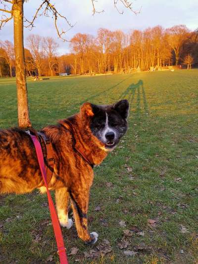 Akita Inu/American Akita (Mix) halter.-Beitrag-Bild