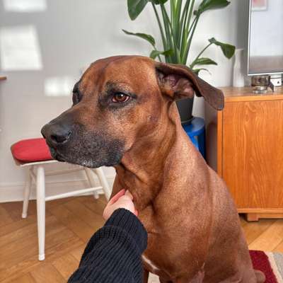 Hundetreffen-Playdate for Keno-Bild