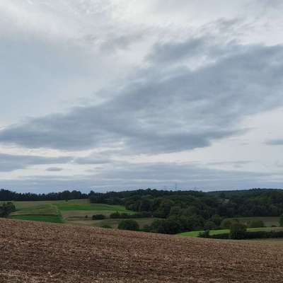 Hundetreffen-Gemeinsame Spazierrunde/Spielen-Bild