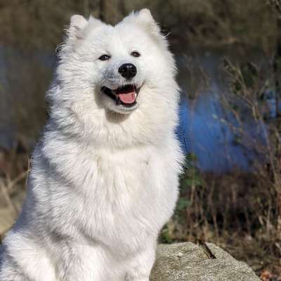 Hundetreffen-Junghundtreff in der Horner Geest