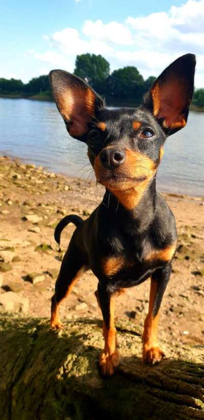 Die Dogorama Wochen Challenge: “Dein Hund im Urlaub”-Beitrag-Bild