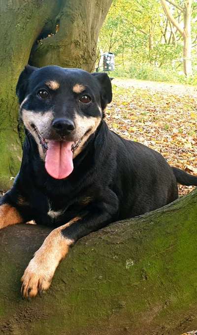 Die wunderschöne Welt mit Hund.-Beitrag-Bild