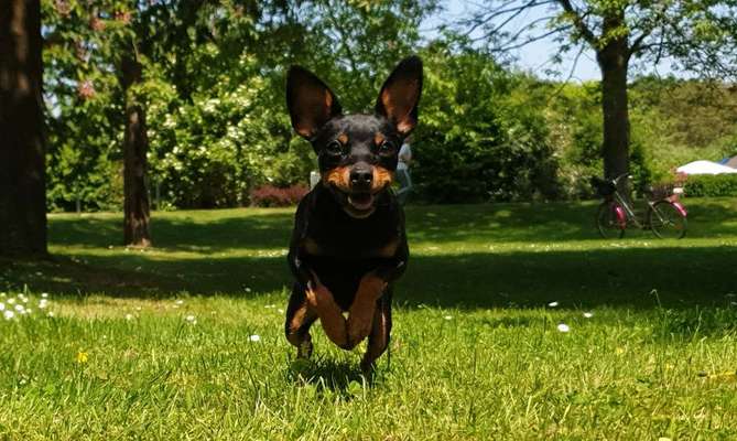 Die Dogorama Monats Challenge "Es grünt und blüht"-Beitrag-Bild