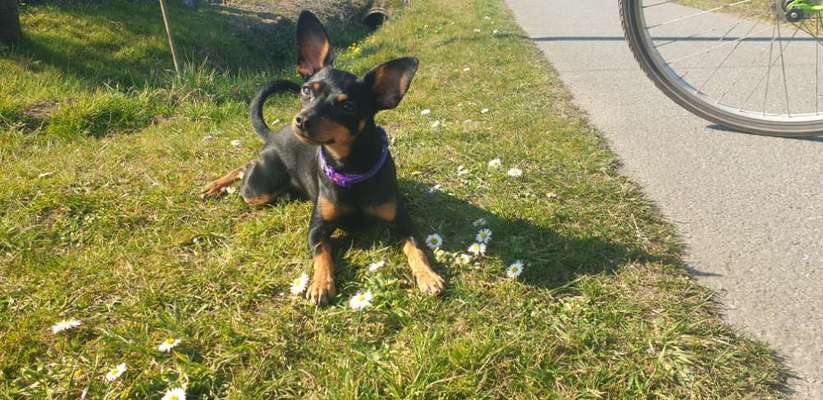 Die wunderschöne Welt mit Hund.-Beitrag-Bild