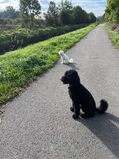 Hundetreffen-Morgendliche Gassirunde-Bild