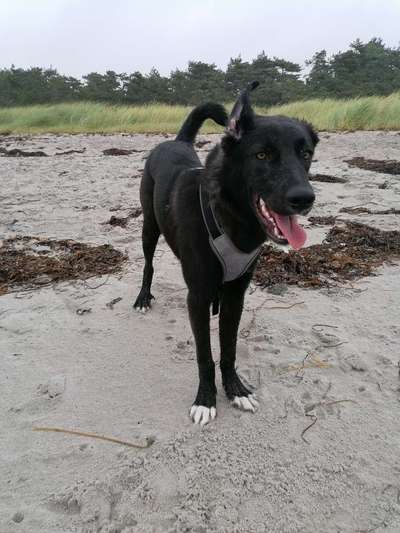 Hundetreffen-Gemeinsames Spazierengehen-Bild